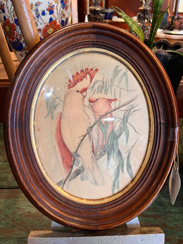 Antique Cockatoo Painting